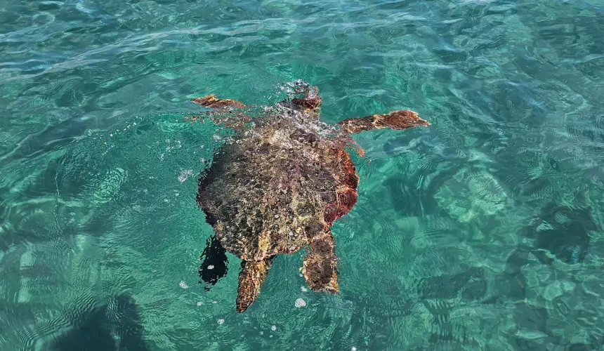 Dove e come vedere le tartarughe Caretta-Caretta a Zante