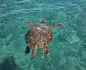 Dove e come vedere le tartarughe Caretta-Caretta a Zante
